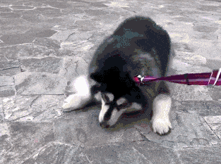 雪橇犬阿拉斯加_阿拉斯加雪橇犬_阿拉斯加雪橇长什么样