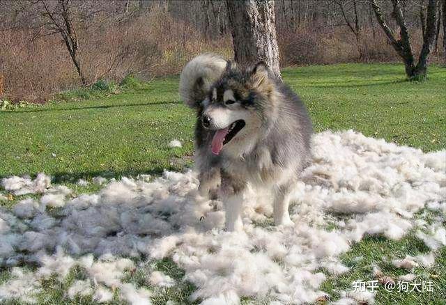 雪橇犬阿拉斯加_阿拉斯加雪橇犬_阿拉斯加雪橇长什么样