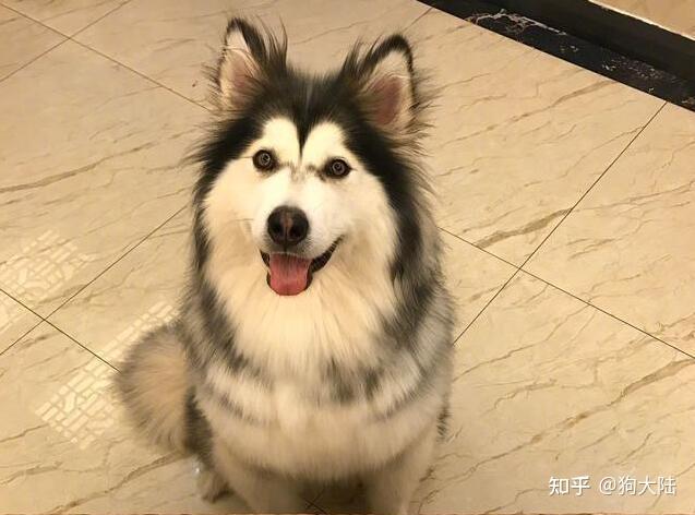 雪橇犬阿拉斯加_阿拉斯加雪橇长什么样_阿拉斯加雪橇犬