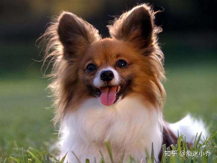 蝴蝶犬多少钱一只_蝴蝶犬几块钱_蝴蝶犬价值多少钱