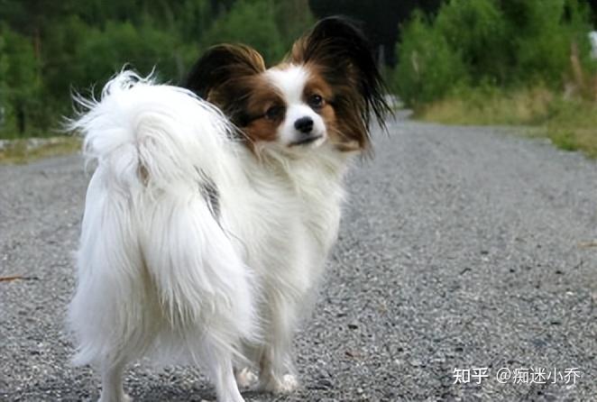 蝴蝶犬多少钱一只_蝴蝶犬几块钱_蝴蝶犬价值多少钱