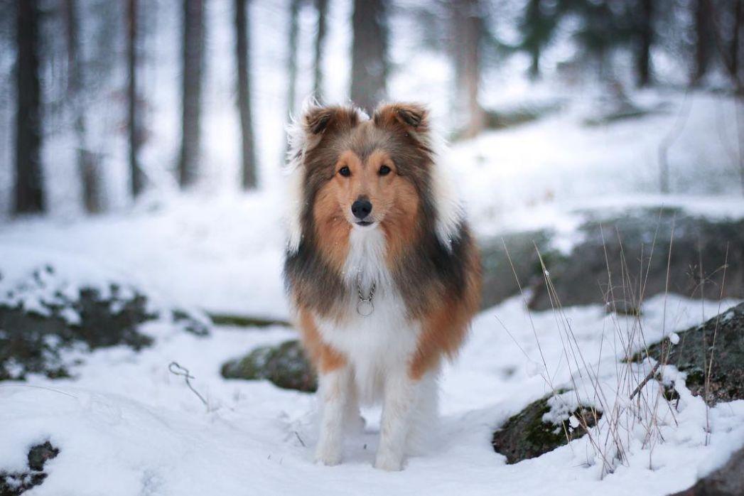 苏格兰牧羊犬价格_苏格兰牧羊犬市场价_苏格兰牧羊犬小狗价格