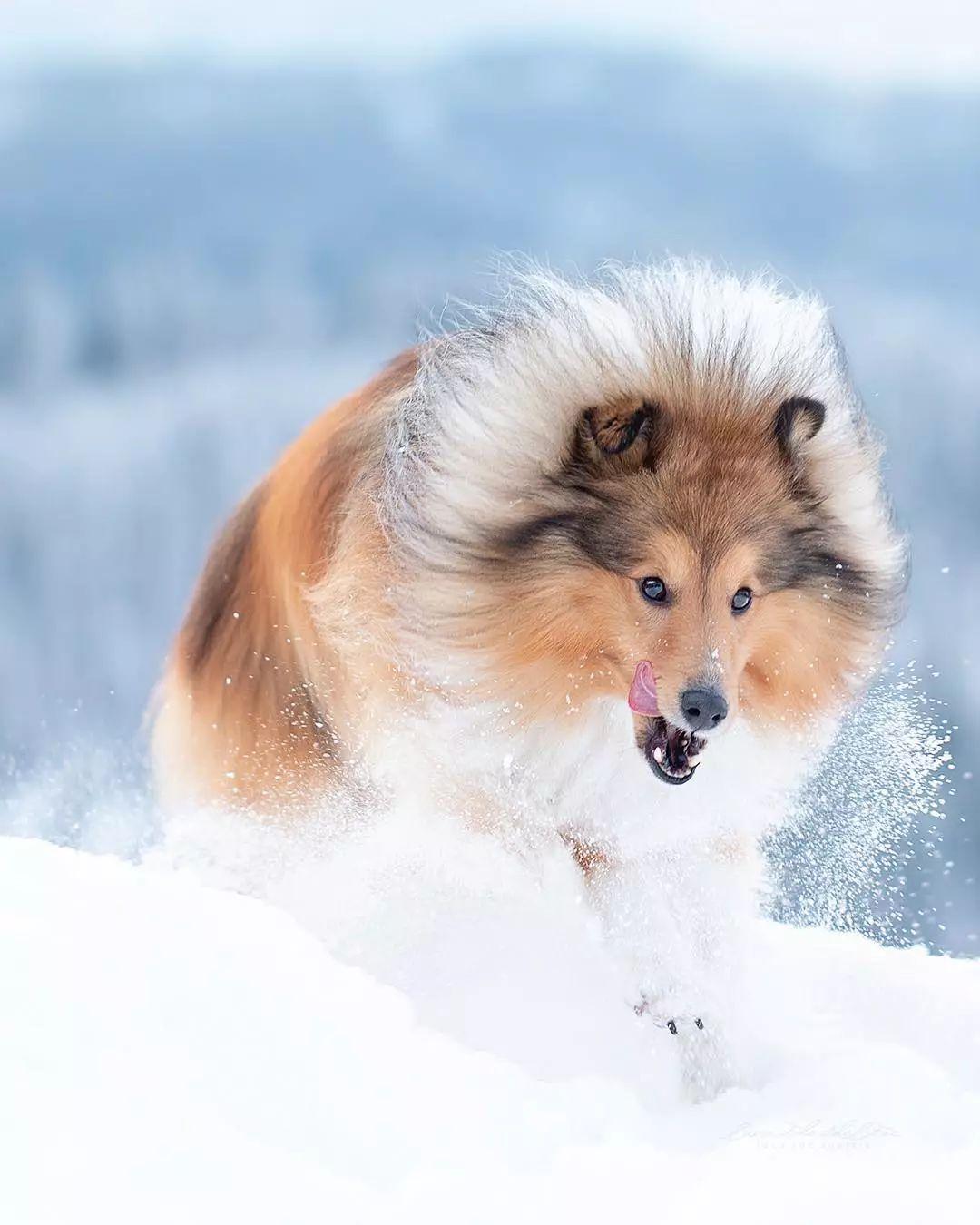 苏格兰牧羊犬小狗价格_苏格兰牧羊犬价格_苏格兰牧羊犬市场价