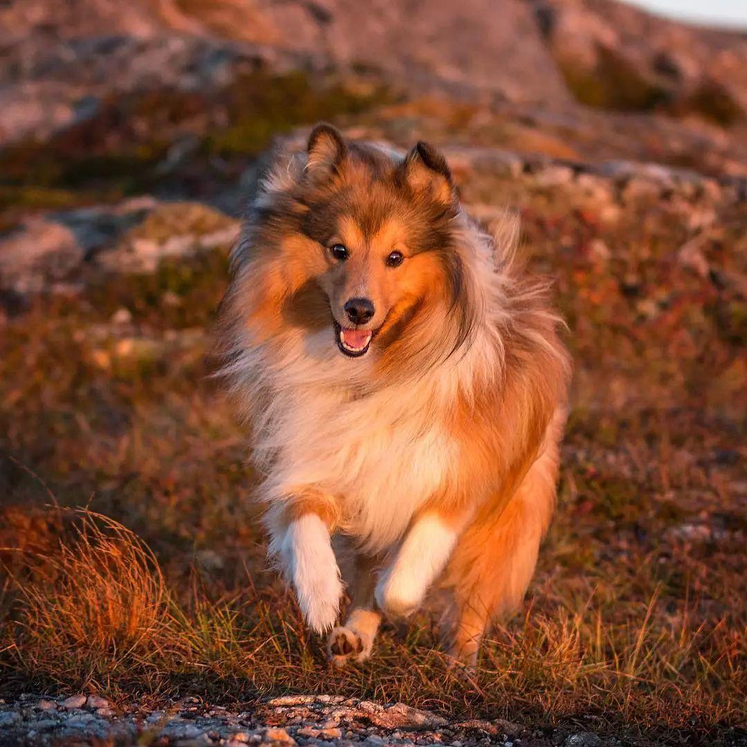 苏格兰牧羊犬价格_苏格兰牧羊犬市场价_苏格兰牧羊犬小狗价格