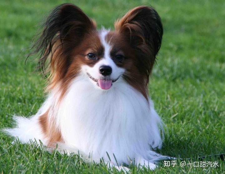 蝴蝶犬值钱吗_蝴蝶犬多少钱一只_蝴蝶犬价值多少钱