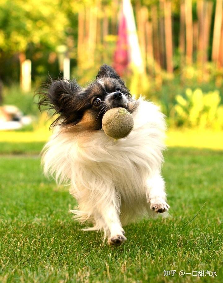 蝴蝶犬值钱吗_蝴蝶犬多少钱一只_蝴蝶犬价值多少钱