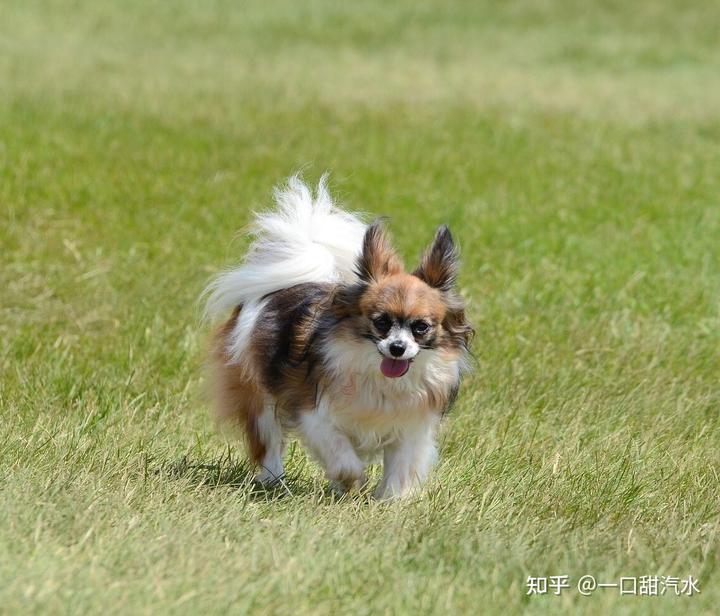 蝴蝶犬价值多少钱_蝴蝶犬值钱吗_蝴蝶犬多少钱一只