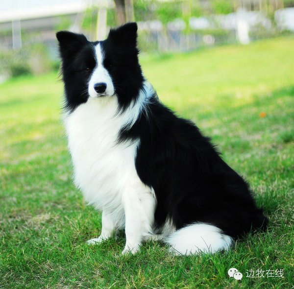 边境牧羊犬出售800元_边境牧羊犬价格_边境牧羊犬价格