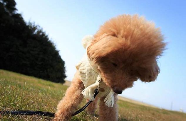 茶杯贵宾犬价格_贵宾茶杯犬什么颜色最贵_茶杯贵宾犬寿命多长