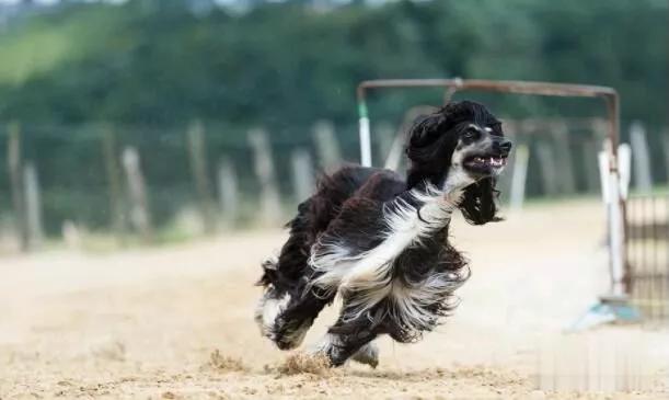 阿富汗猎犬图片_阿富汗猎犬图片及价格_长毛猎犬阿富汗猎犬图片