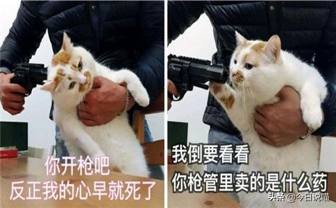 盘点十大网红猫品种，你最想养哪一只？