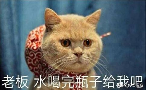 盘点十大网红猫品种，你最想养哪一只？