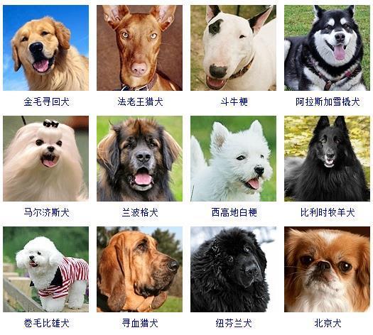 比利时比利时牧羊犬_比利时牧羊犬图片_比利时犬牧羊图片高清