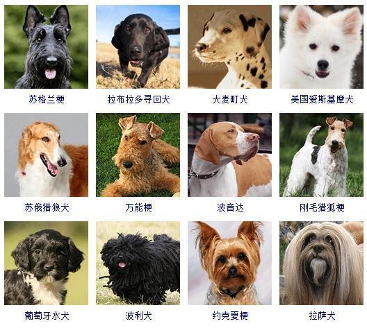 比利时犬牧羊图片高清_比利时牧羊犬图片_比利时比利时牧羊犬