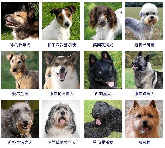 比利时犬牧羊图片高清_比利时比利时牧羊犬_比利时牧羊犬图片