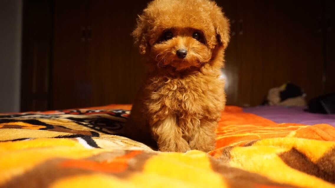 茶杯泰迪多少钱一个_泰迪茶杯犬的优缺点_茶杯泰迪多少钱一只