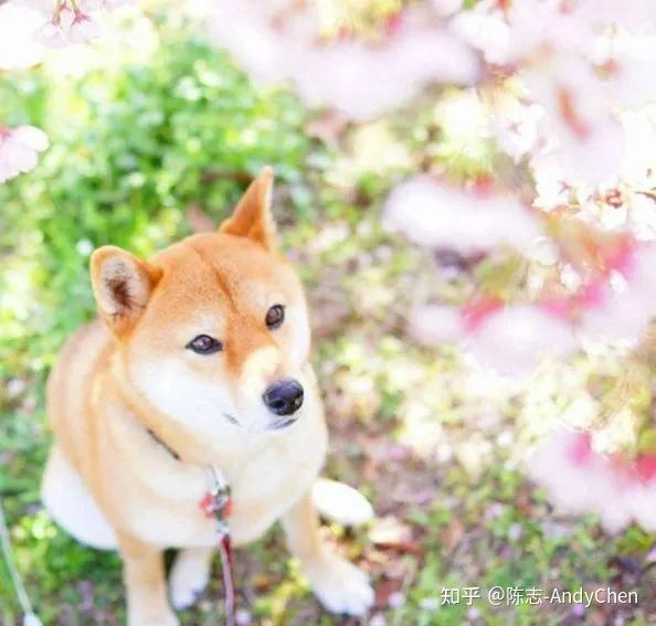 杜宾多少钱一条狗_杜宾犬价格多少钱一只_杜宾犬值钱吗