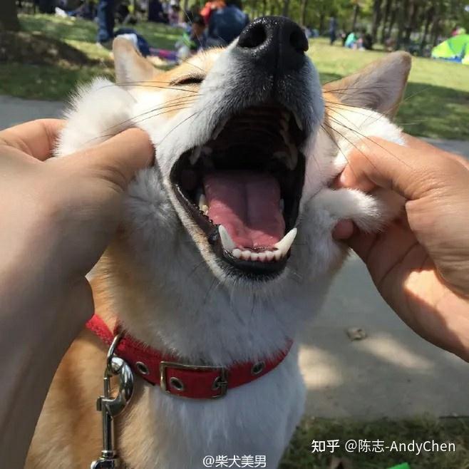 杜宾犬价格多少钱一只_杜宾多少钱一条狗_杜宾犬值钱吗