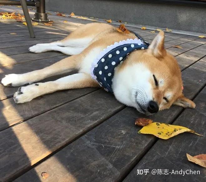 杜宾犬值钱吗_杜宾犬价格多少钱一只_杜宾多少钱一条狗