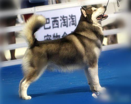 阿拉斯加雪橇犬价格_阿拉斯加犬雪橇犬多少钱一只_阿拉斯加雪橇幼犬多少钱一只