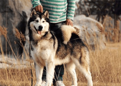 阿拉斯加雪橇幼犬多少钱一只_阿拉斯加犬雪橇犬多少钱一只_阿拉斯加雪橇犬价格