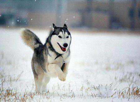 阿拉斯加雪橇犬价格_阿拉斯加犬雪橇犬多少钱一只_阿拉斯加雪橇幼犬多少钱一只