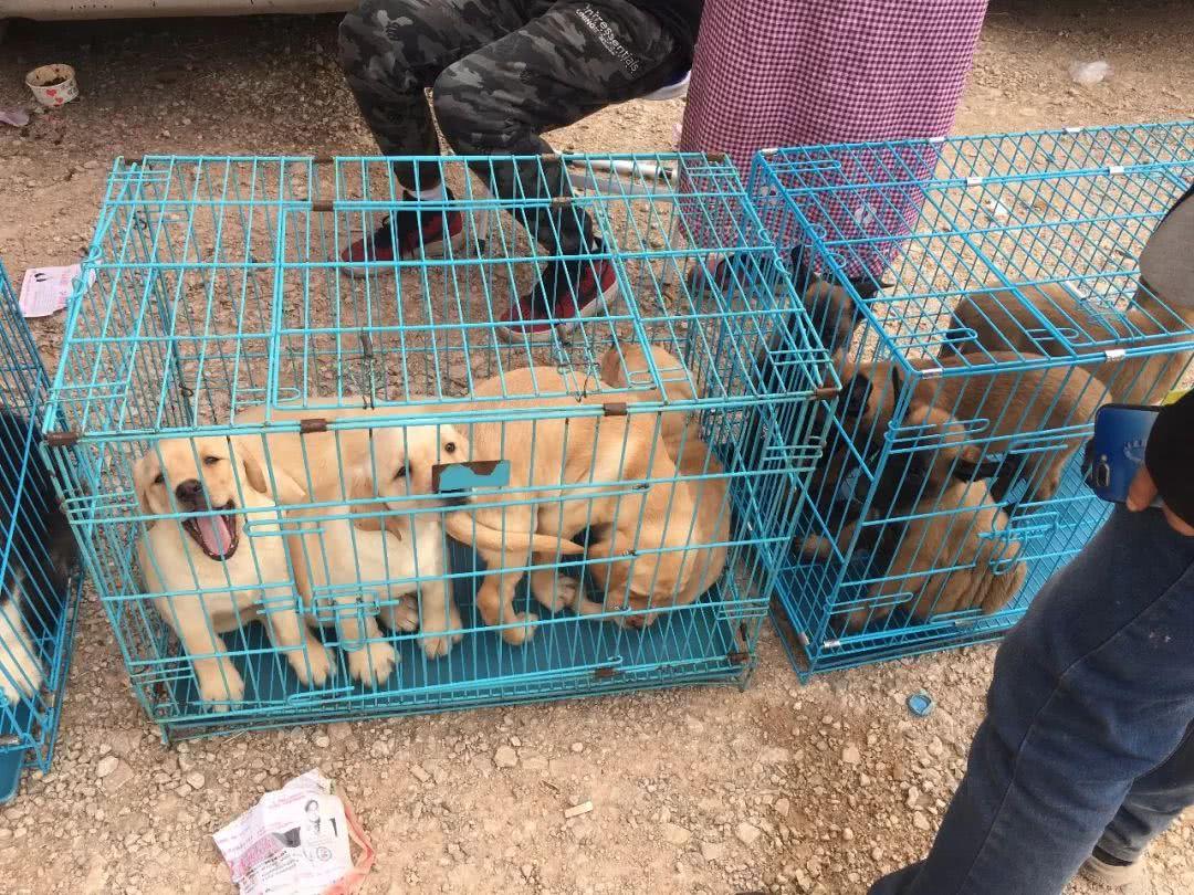 犬拉布拉多价格多少_拉布拉多犬的价格_拉布拉多犬价格600元