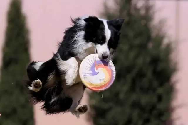 边境牧羊犬报价_边境犬售价牧羊犬贵吗_边境牧羊犬售价