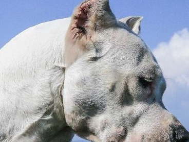 阿根廷杜高犬排名第几_阿根廷杜高犬价格_阿根廷杜高犬图片价格