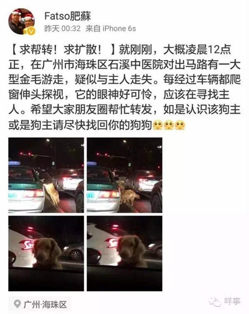 网友上传的金毛犬车流中趴窗照片。