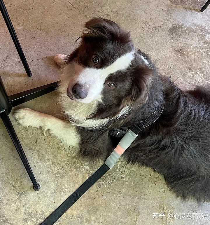 边境犬牧羊纯种价格表_纯种边境牧羊犬价格_普通边境牧羊犬价格多少钱一只