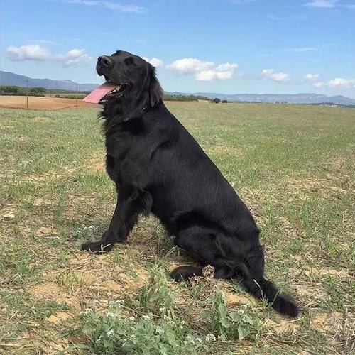 平毛寻回犬什么价格