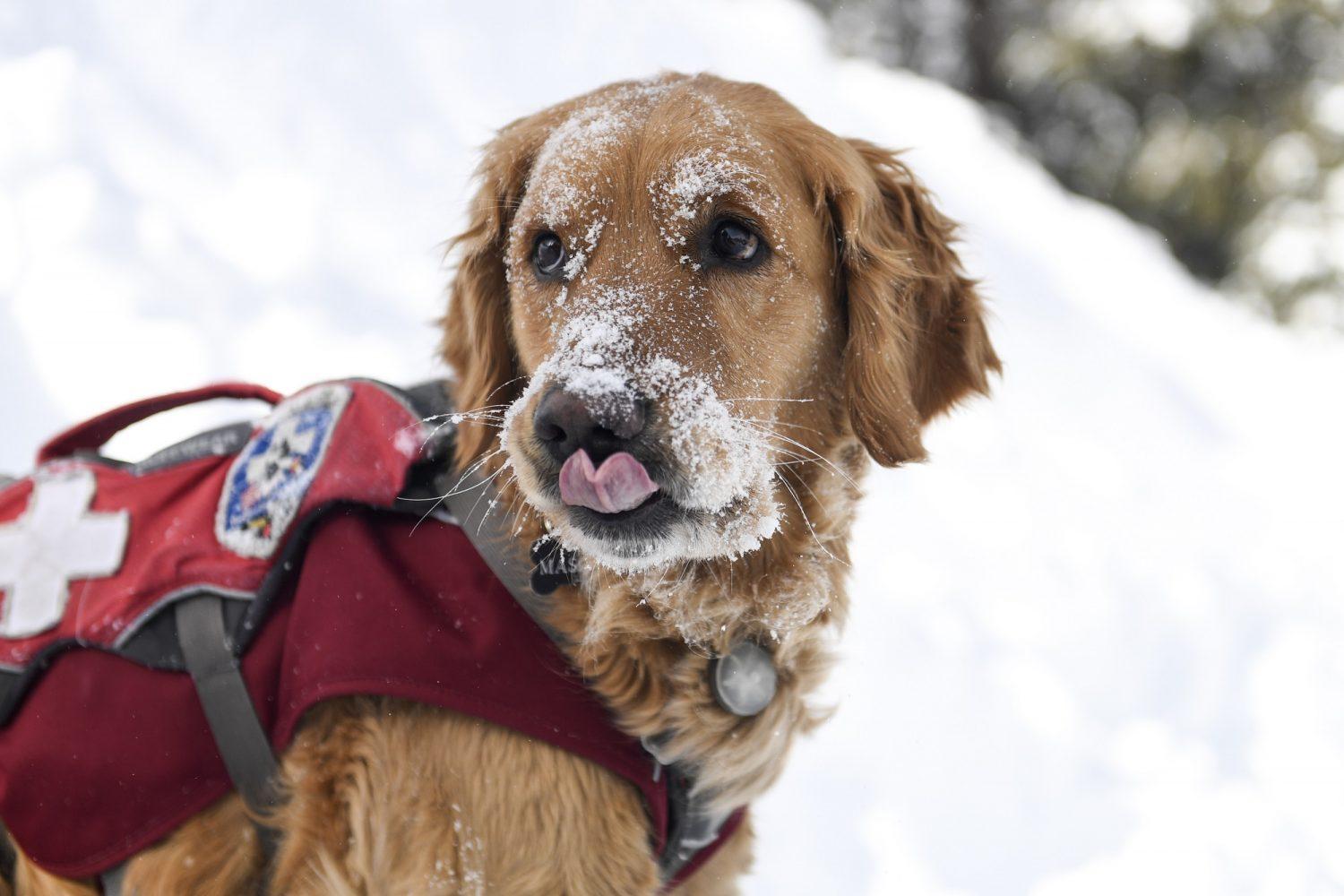 金毛寻回猎犬是什么意思_金毛寻回犬啥意思_金毛寻回犬多少钱一只