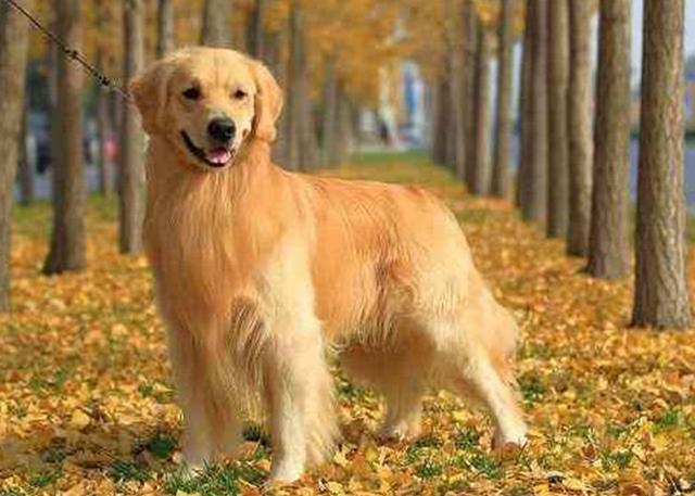 金毛寻回犬啥意思_金毛寻回猎犬是什么意思_金毛寻回犬多少钱一只