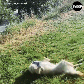 金毛寻回犬多少钱一只_金毛寻回犬啥意思_金毛寻回猎犬是什么意思