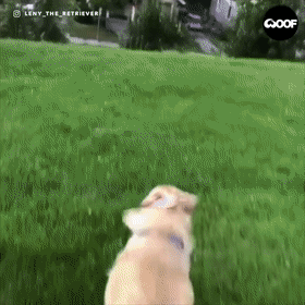 金毛寻回猎犬是什么意思_金毛寻回犬多少钱一只_金毛寻回犬啥意思