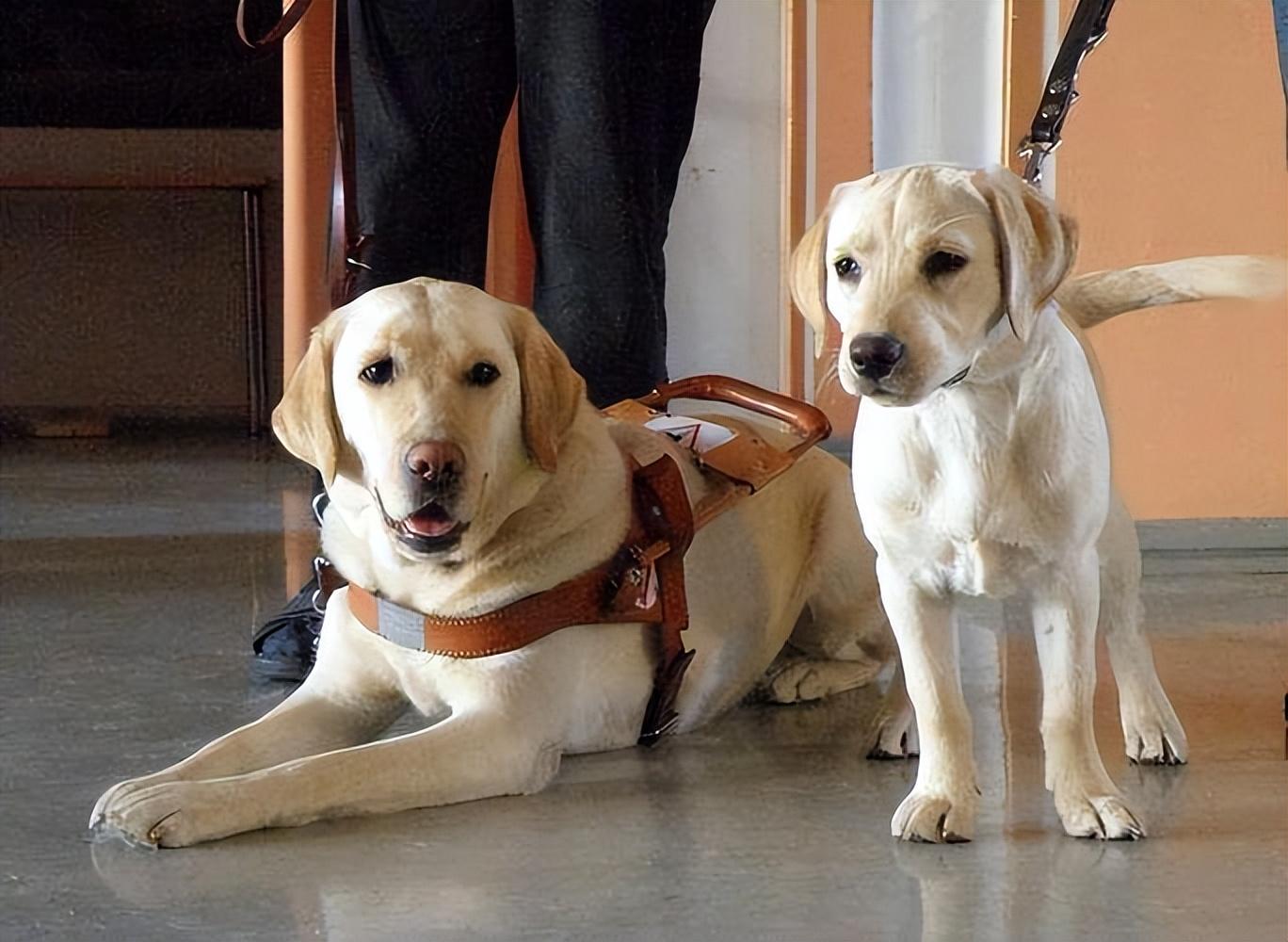 金毛寻回犬啥意思_金毛犬寻回犬价格图片_金毛寻回犬多少钱一只