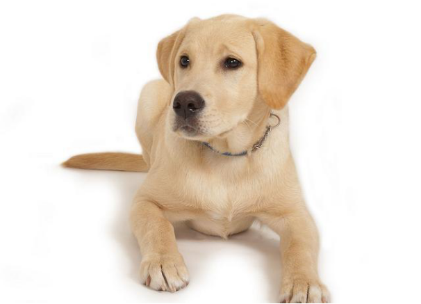 拉布拉多犬介绍_犬类拉布拉多_犬拉布拉多介绍图片