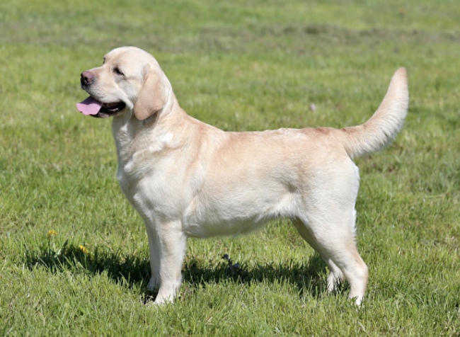 犬类拉布拉多_犬拉布拉多介绍图片_拉布拉多犬介绍