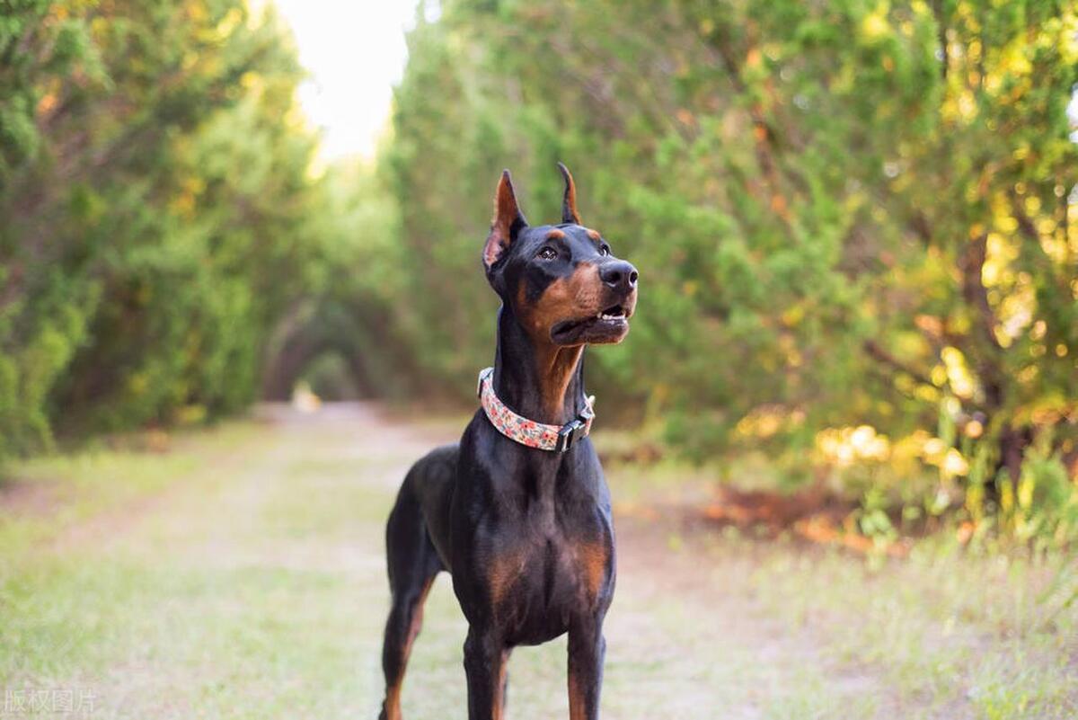 金毛寻回猎犬价格_金毛寻回犬的价格_金毛寻回犬百度百科