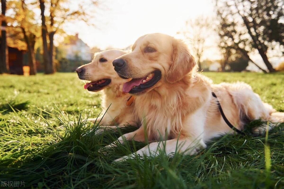 金毛寻回猎犬价格_金毛寻回犬百度百科_金毛寻回犬的价格