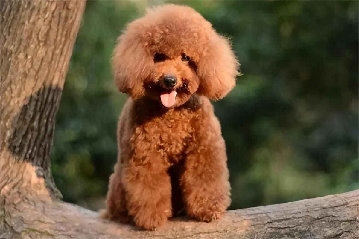 泰迪茶杯犬的特点和性格_茶杯泰迪犬多少钱_茶杯狗泰迪