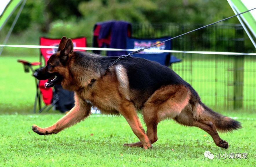 德国牧羊犬价格_徳国牧羊犬多少钱_德国牧羊犬市场价