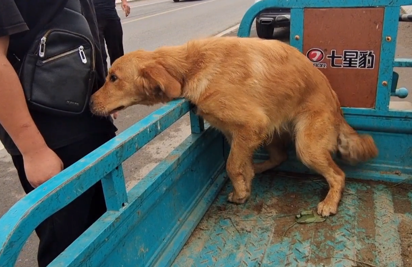 金毛寻回犬价钱_金毛寻回犬能活多少岁_金毛寻回犬的价格