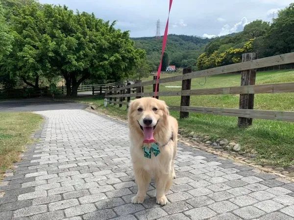 金毛要花多少钱_金毛犬要多少钱_金毛犬需要什么