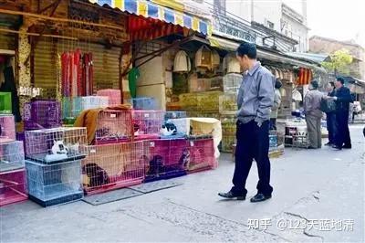 北京卖宠物狗_北京宠物狗出售_北京卖宠物