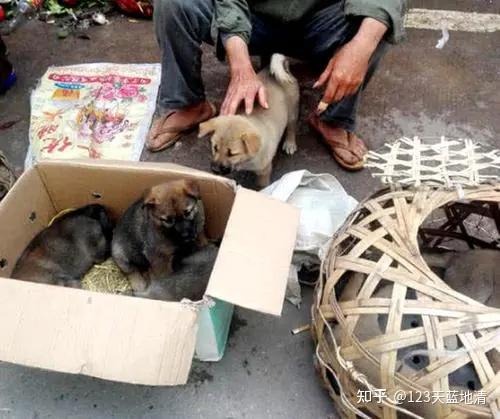 北京宠物狗出售_北京卖宠物狗_北京卖宠物