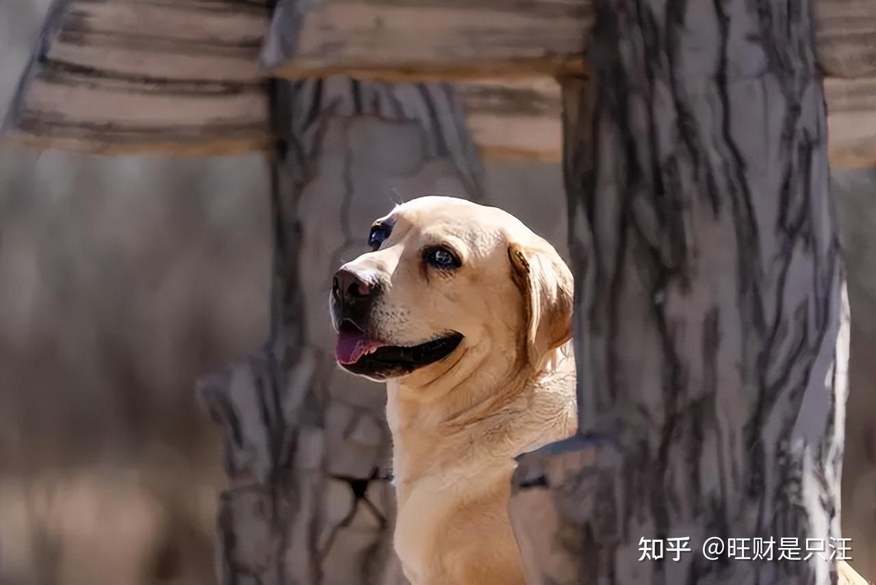 幼犬拉布拉多多少钱_拉布拉多幼犬价格多少钱一只_幼小拉布拉多多少钱