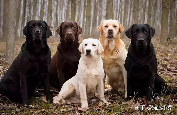 拉布拉多犬的价格_拉布拉多犬价格600元_犬拉布拉多价格多少钱