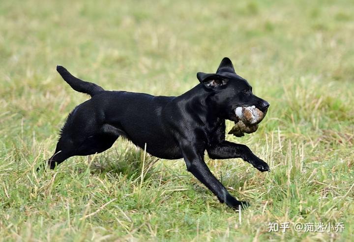 犬拉布拉多价格多少钱_拉布拉多犬的价格_拉布拉多犬价格600元